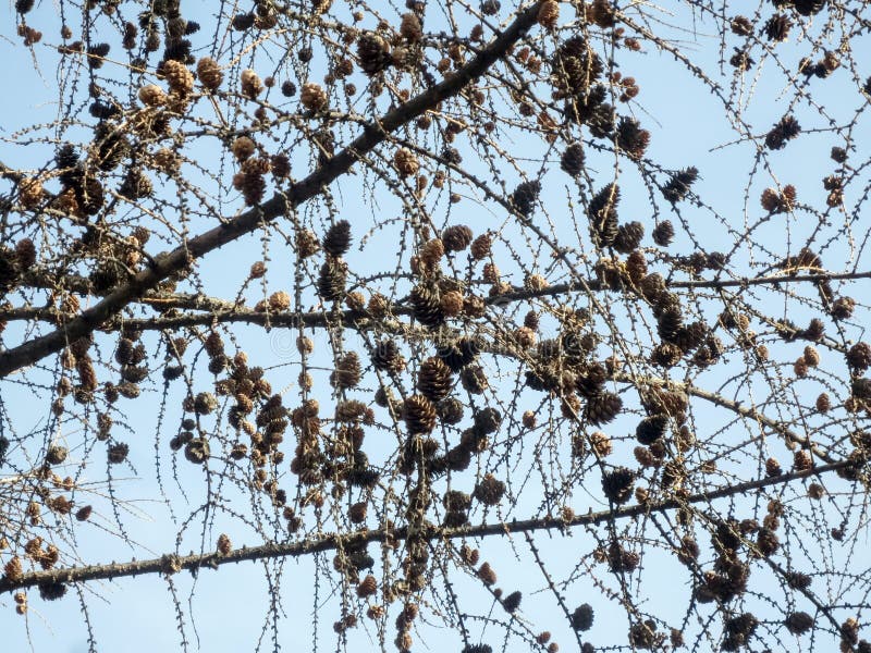 Många koner på grenarna av stora under vintern. royaltyfria bilder