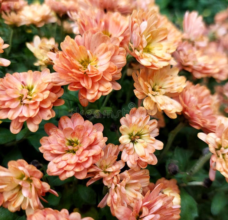 Många små petaler av grengrenrör av krysanthemum-blomning royaltyfri fotografi