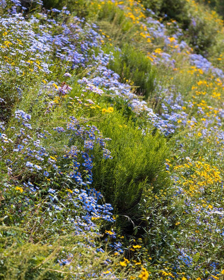 Många vilda blommor blommar på landsbygden i kolorado på sommartid nära kremererat skinn fotografering för bildbyråer