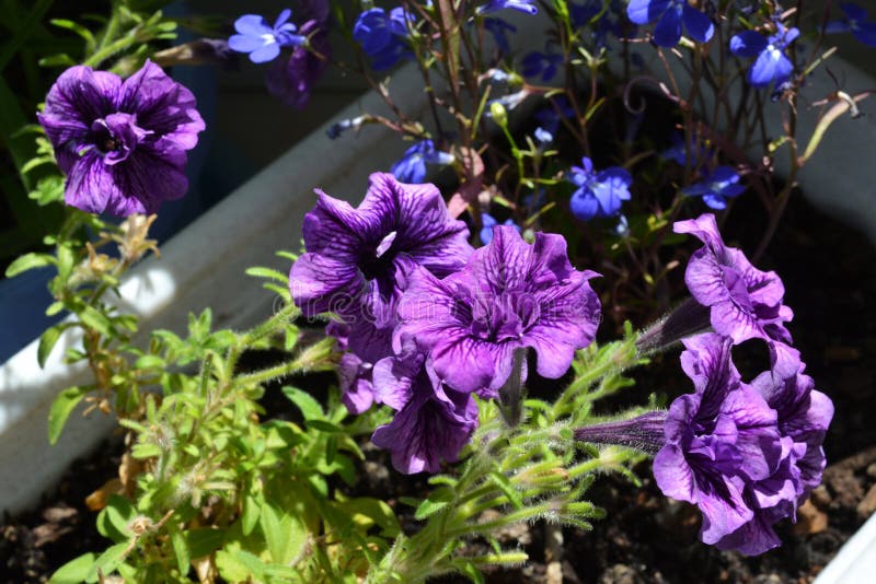 Många violetta blommor av den inlagda petunian Hem- göra grön med att blomma växter royaltyfria bilder Många violetta blommor av den inlagda petunian Hem- göra grön med att blomma växter royaltyfria bilder