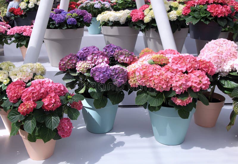Mångfärgad vanlig hortensiahortensia blommar i krukor royaltyfri fotografi Mångfärgad vanlig hortensiahortensia blommar i krukor royaltyfri fotografi