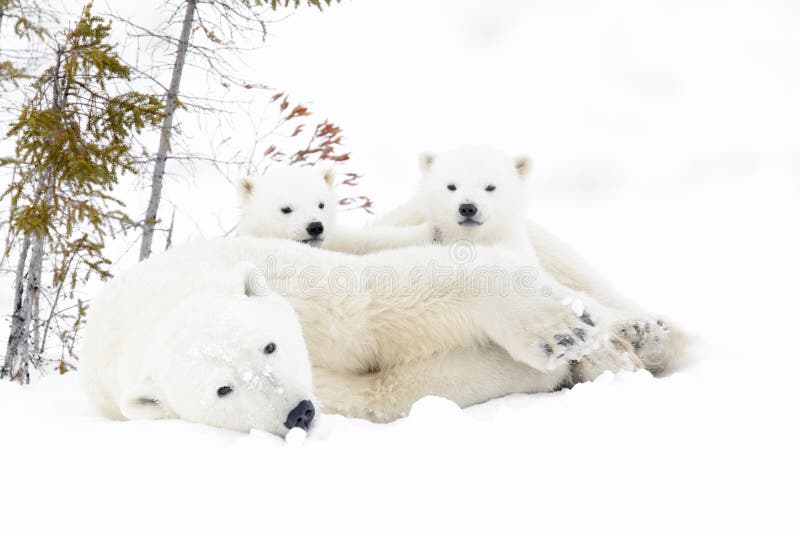 Mère d'ours blanc avec deux petits animaux images stock Mère d'ours blanc avec deux petits animaux images stock