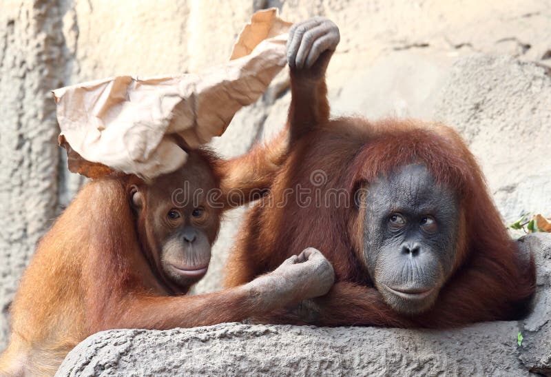 Mère d'Utan d'orang-outan avec l'enfant image libre de droits Mère d'Utan d'orang-outan avec l'enfant image libre de droits