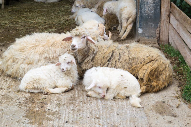 M?re de moutons avec de petits agneaux photographie stock M?re de moutons avec de petits agneaux photographie stock