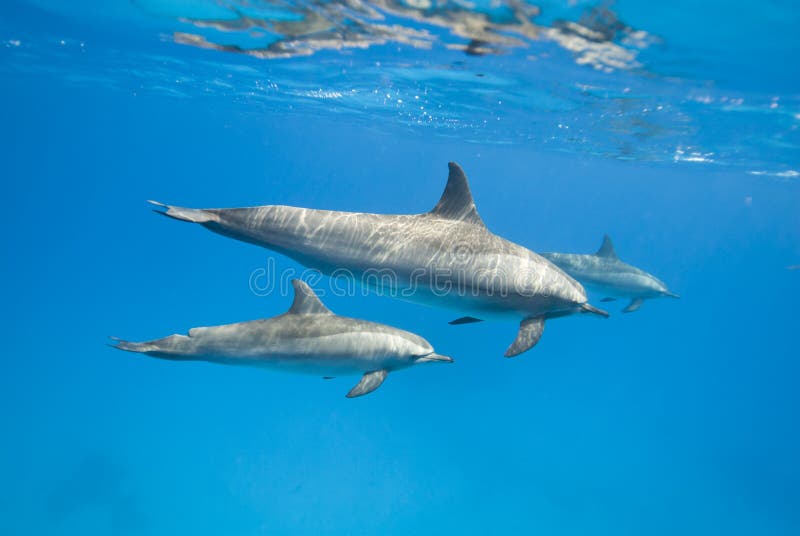 Mother and juvenile Spinner dolphins (Stenella longirostris) in the wild. Sataya, Southern Red Sea, Egypt. Mother and juvenile Spinner dolphins (Stenella longirostris) in the wild. Sataya, Southern Red Sea, Egypt.