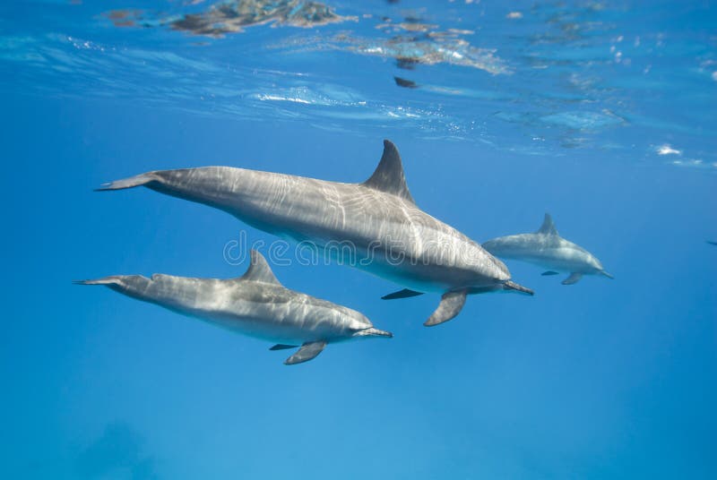 Mother and juvenile Spinner dolphins (Stenella longirostris) in the wild. Sataya, Southern Red Sea, Egypt. Mother and juvenile Spinner dolphins (Stenella longirostris) in the wild. Sataya, Southern Red Sea, Egypt.