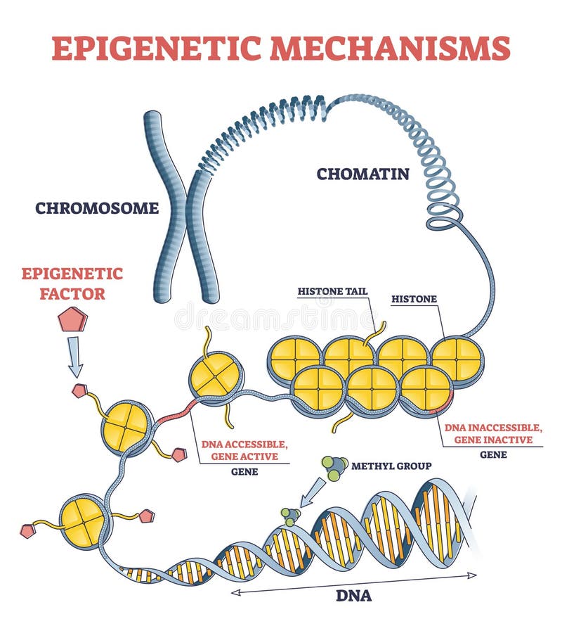 Mécanismes épigénétiques comme expression de la protéine du gène de l'acide adn dans le schéma