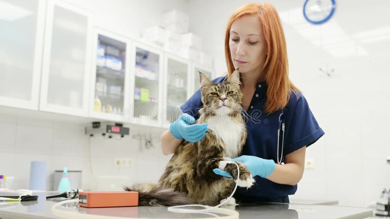 Médico veterinário mede a pressão do gato de uma raça de casulo numa clínica veterinária