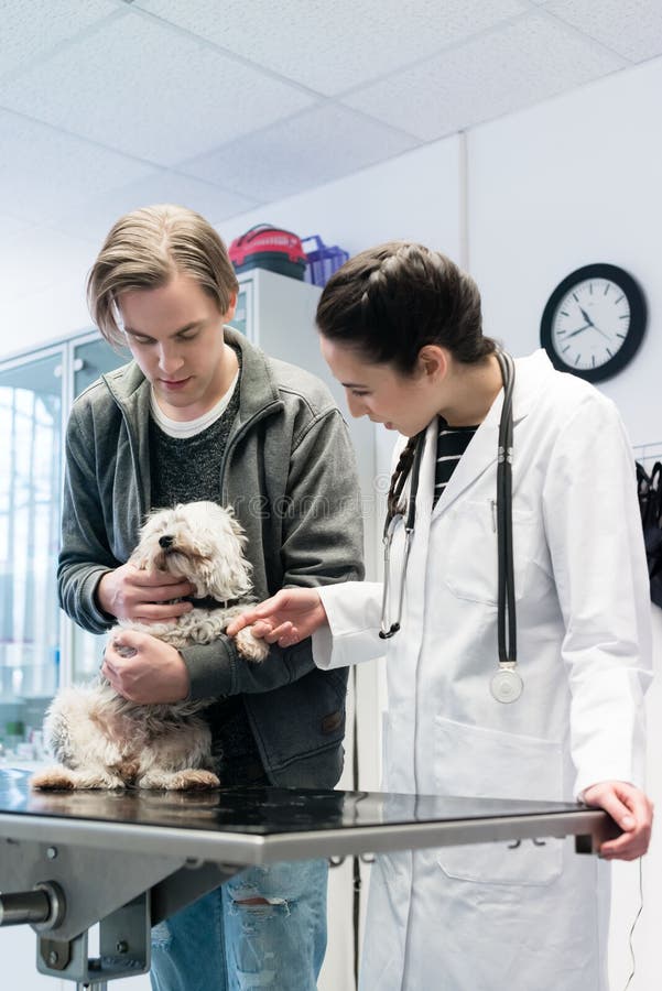 Médicos hombres y mujeres examinando a cachorros pequeños imagenes de archivo