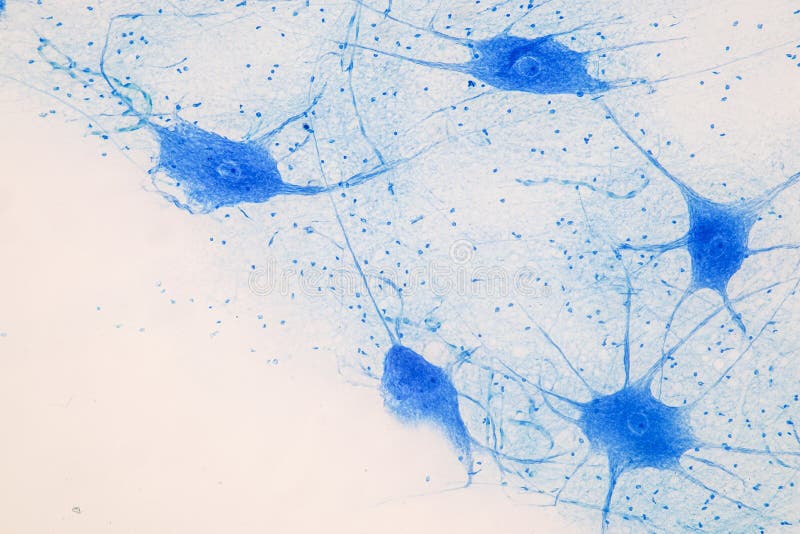 Education Spinal cord  and Motor Neuron under the microscope in Lab. Education Spinal cord  and Motor Neuron under the microscope in Lab.