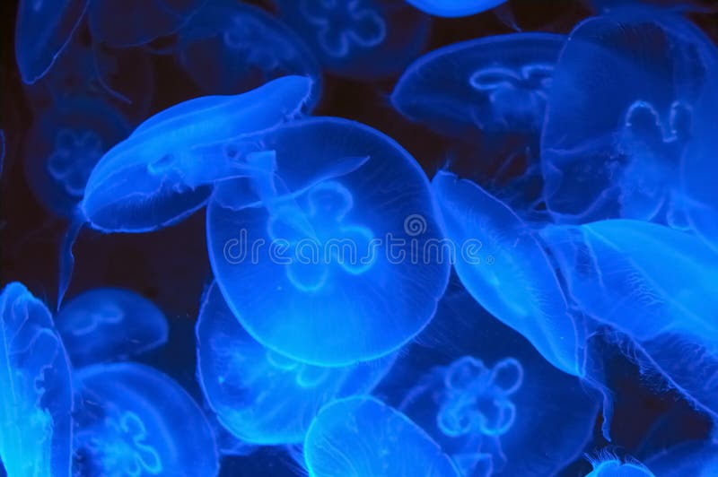 Méduses bleues image stock Méduses bleues image stock