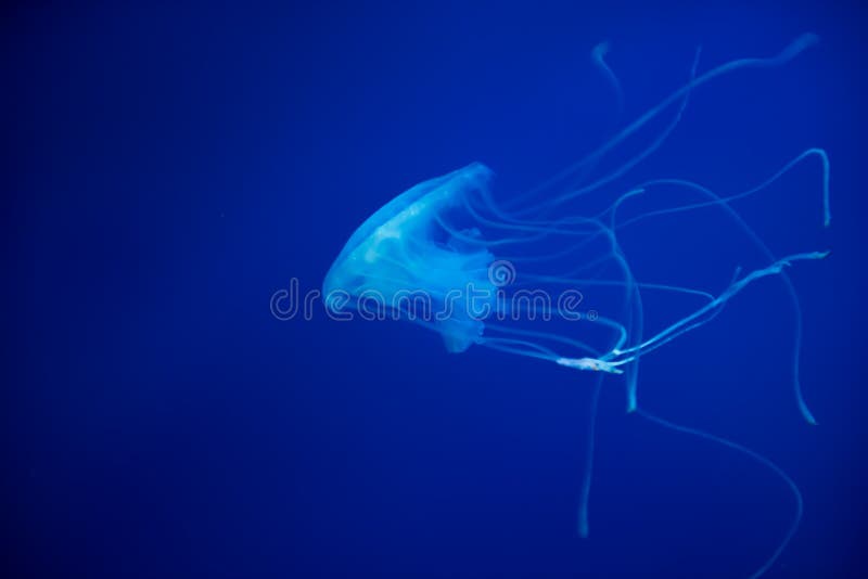 Méduses d'Amakusa ou malayensis de Sanderia. Amakusa sont une méduse jellyvorous commune vue dans la côte sud du Japon en été Ils ont 32 plumetis, 4 bras oraux et 16 tentacules très longues sortant de la cloche