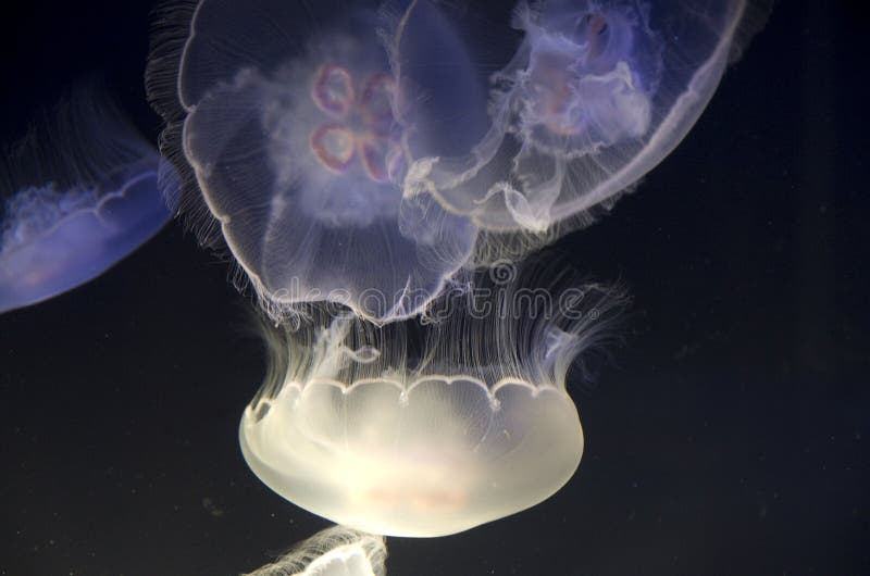 Méduses dans le zoo et l'aquarium de défi de point image libre de droits Méduses dans le zoo et l'aquarium de défi de point image libre de droits