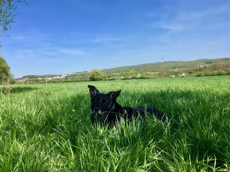 Mélange même de Labrador de chien noir caché dans l'herbe profonde d'un pré frais image stock Mélange même de Labrador de chien noir caché dans l'herbe profonde d'un pré frais image stock