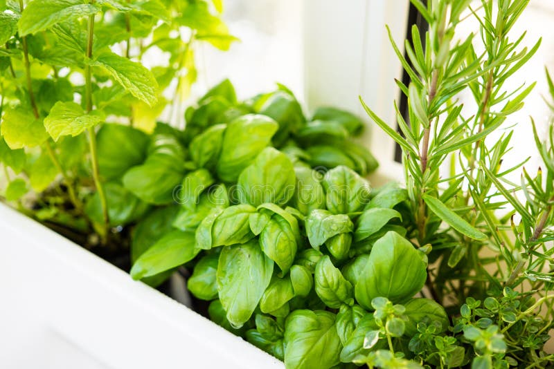 A mélangé les herbes aromatiques fraîches s'élevant dans le pot, jardin urbain de balcon avec le plan rapproché de plantes d'inté photo stock