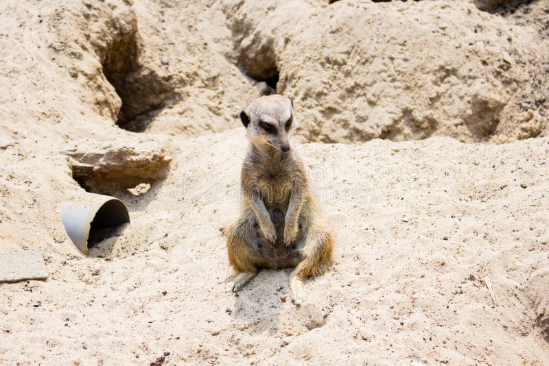 Méridita en el zoológico de Lille imágenes de archivo libres de regalías Méridita en el zoológico de Lille imágenes de archivo libres de regalías