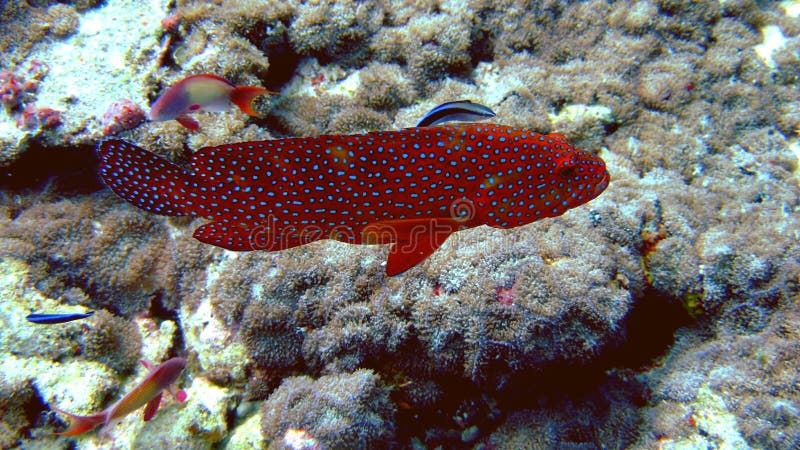 Mérou de corail, Maldives images libres de droits Mérou de corail, Maldives images libres de droits