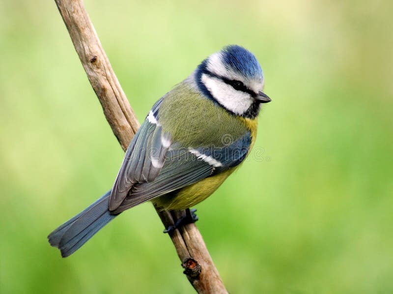 Mésange bleue Mésange bleue