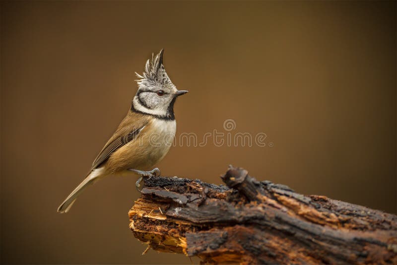 Mésange crêtée dans la forêt photos libres de droits Mésange crêtée dans la forêt photos libres de droits