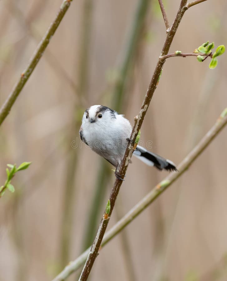 Mésange à queue longue au début du printemps, un oiseau s'assoit sur une branche près de jeunes feuilles