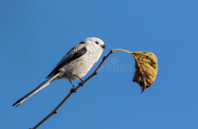Mésange à queue longue. un oiseau est assis sur une branche contre le ciel