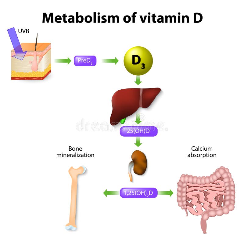 Métabolisme de la vitamine D