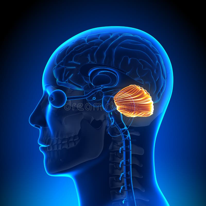 Móżdżkowa anatomia - Cerebellum royalty ilustracja Móżdżkowa anatomia - Cerebellum royalty ilustracja