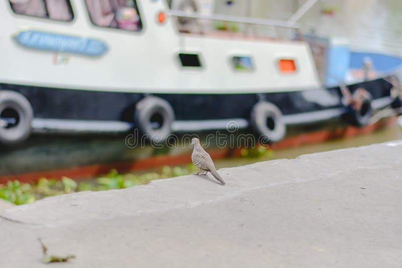 Möchten fliegen stockfotografie Möchten fliegen stockfotografie