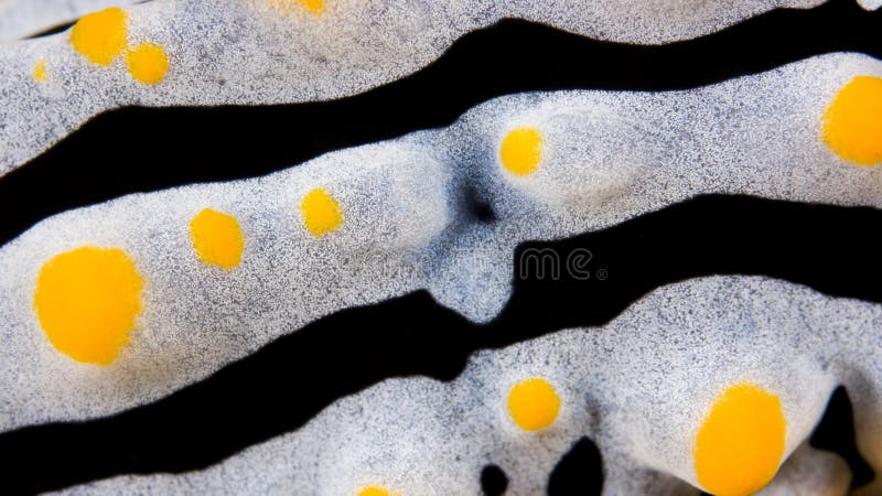 mönstrad phyllidiavaricosa för nudibranch royaltyfria foton mönstrad phyllidiavaricosa för nudibranch royaltyfria foton