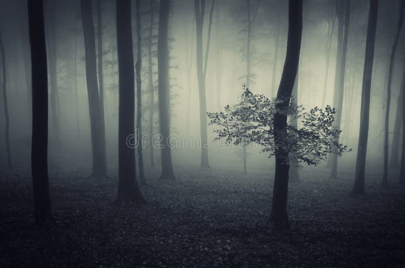 Mörk fantasiskog med dimma royaltyfri fotografi Mörk fantasiskog med dimma royaltyfri fotografi