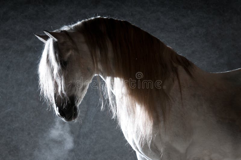 mörk hästwhite för bakgrund royaltyfri fotografi mörk hästwhite för bakgrund royaltyfri fotografi