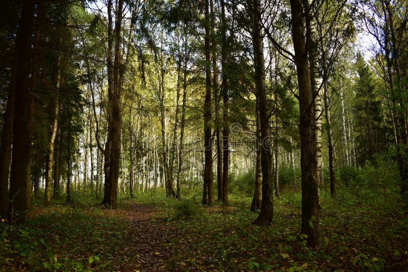 Dark forest with tall pines gloomy alleys and a slight shade of abandonment all this creates a unique flavor of the area. Dark forest with tall pines gloomy alleys and a slight shade of abandonment all this creates a unique flavor of the area