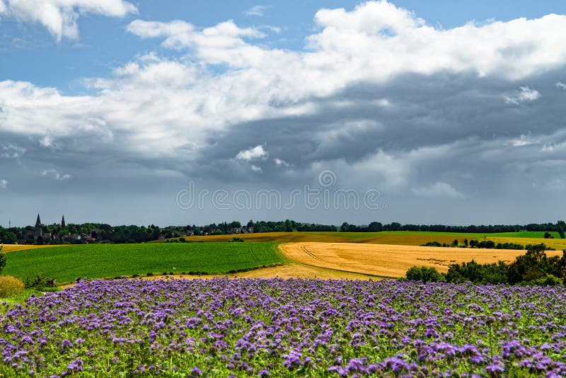 Mörka regnmoln över agrariska fält med vete, sockerbetor och phaceliaen, bimat, purpurfärgad tansy, scorpionweed arkivfoton