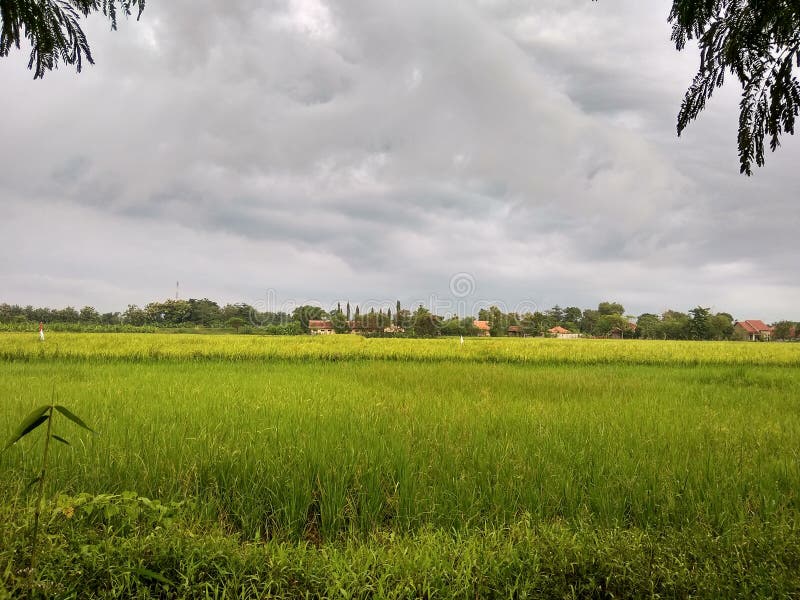 Mörkt svart moln över risfälten arkivbilder
