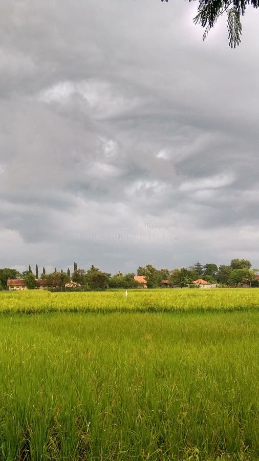 Mörkt svart moln över risfälten arkivbild