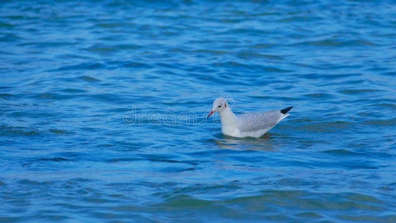 Möve ist einer der populärsten Küstenvögel Sie lebt und predigt auf dem Strand sehr häufig beim Einwirken auf Leute