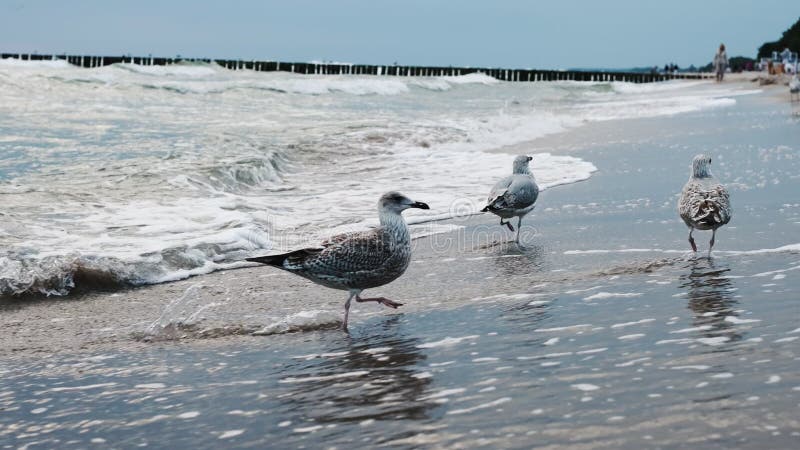 Möwen entlang des Sandstrandes stock footage