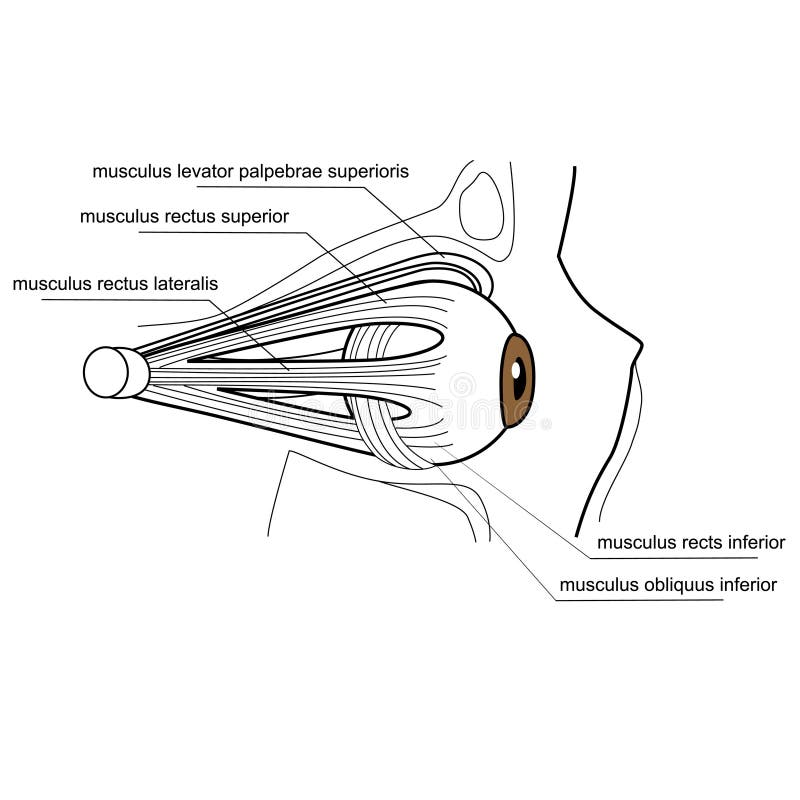Músculos do olho ilustração do vetor Músculos do olho ilustração do vetor
