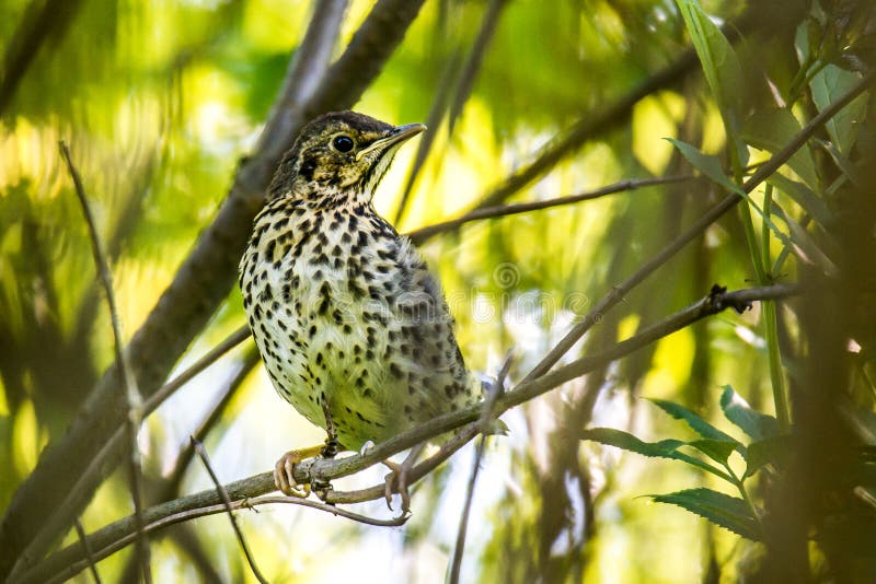 A música thrush wilbird fotos de stock royalty free