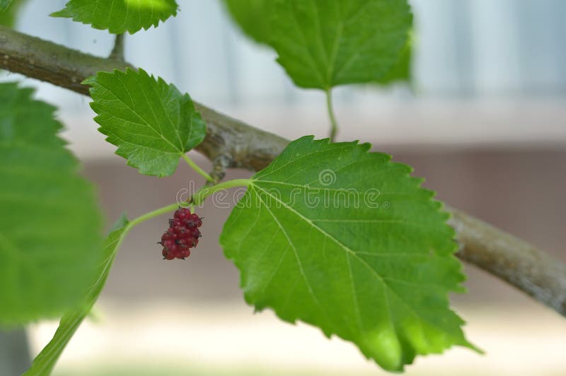 Mûre faite maison noire s'élevant sur le jeune mûr d'arbre images stock Mûre faite maison noire s'élevant sur le jeune mûr d'arbre images stock