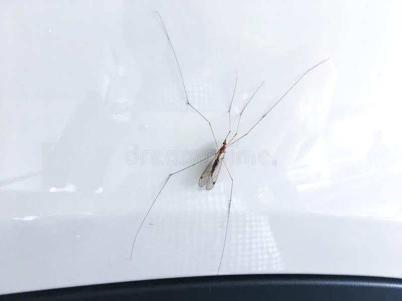Mücke mit langen Beinen an weißer Wand. Bug mit langen Beinen an weißer Wand