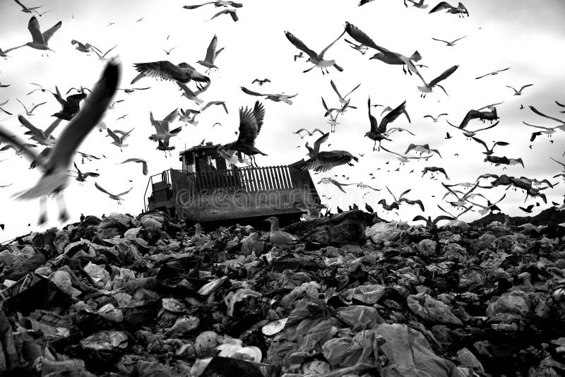 Truck working in landfill with birds in the sky. Truck working in landfill with birds in the sky