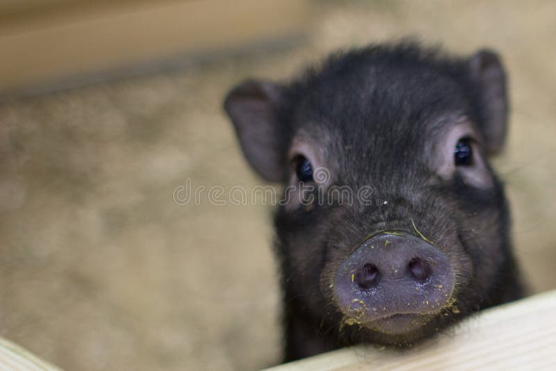 Mündung eines schwarzen Schweins mit einer Schande im Vordergrund stockbilder Mündung eines schwarzen Schweins mit einer Schande im Vordergrund stockbilder
