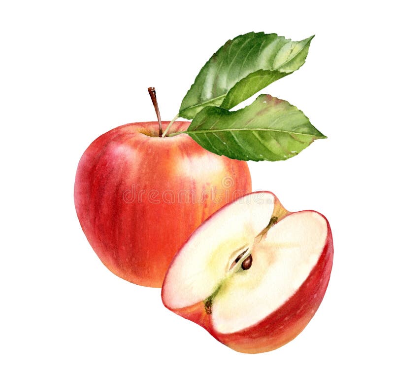 Măr roșu în apă. compoziție realistă a fructelor cu jumătatea întreagă și frunze întregi. opere de artă botanică cu alimente coapt stock illustration