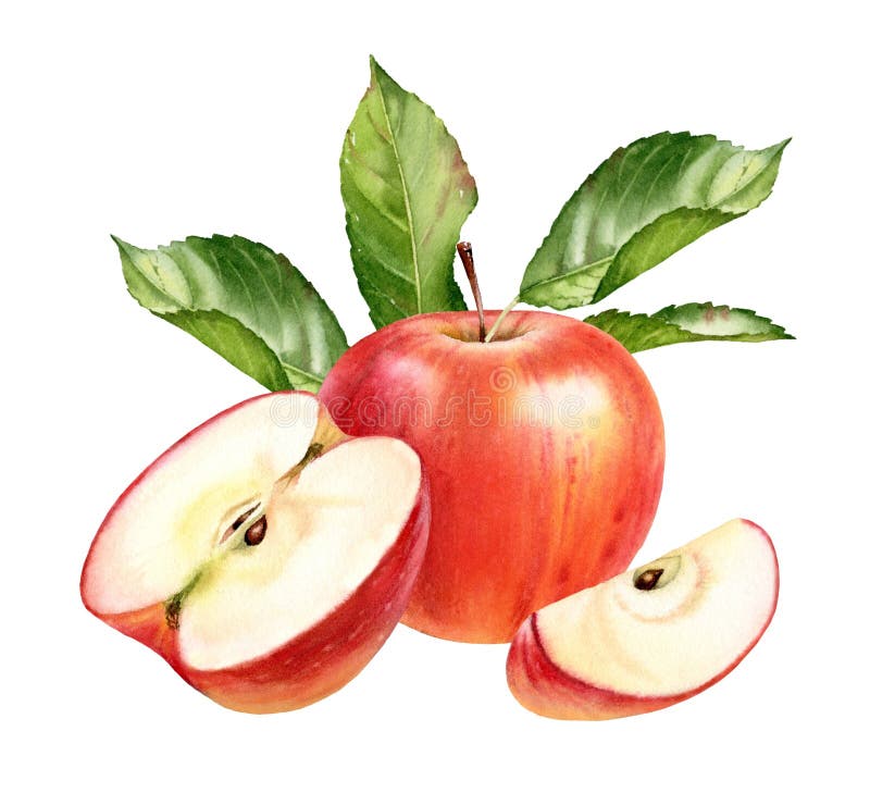 Măr roșu în apă. compoziție realistă a fructelor cu semicarcul întreg și cu frunze de ramură. ilustrații botanice cu copt royalty free illustration