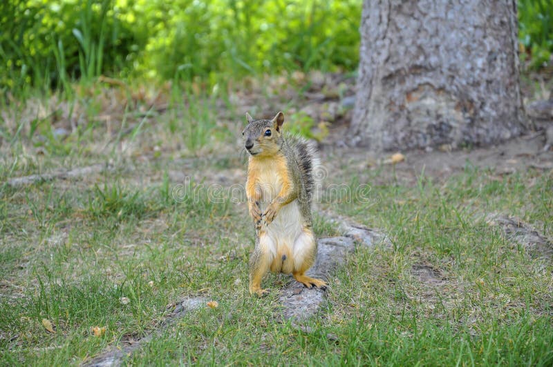 Male fox squirrel standing on it`s hind legs looking at camera in Lewiston, Idaho. Male fox squirrel standing on it`s hind legs looking at camera in Lewiston, Idaho