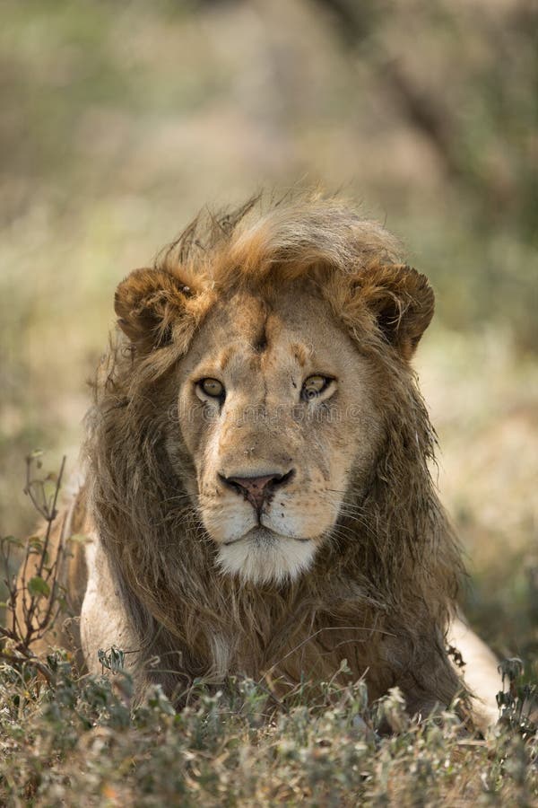 Męski Afrykański lwa portret, Ndutu, Serengeti, Tanzania fotografia stock