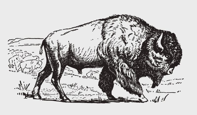 Male American plains bison in side view, standing in front of its herd. Illustration after antique engraving from the early 20th century. Male American plains bison in side view, standing in front of its herd. Illustration after antique engraving from the early 20th century
