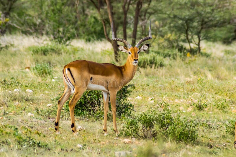 Męski Impala z ciekawym spojrzeniem w sawannie Samburu park fotografia stock Męski Impala z ciekawym spojrzeniem w sawannie Samburu park fotografia stock