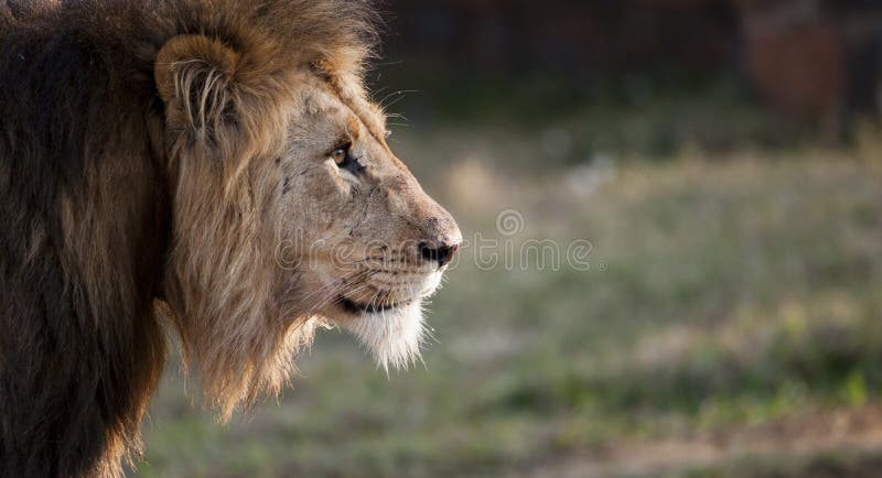 Męski lew Południowa Afryka
